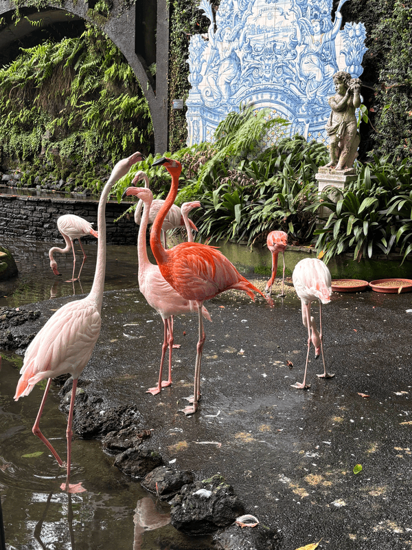 Flamant rose