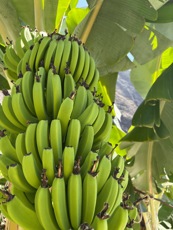 Bananes