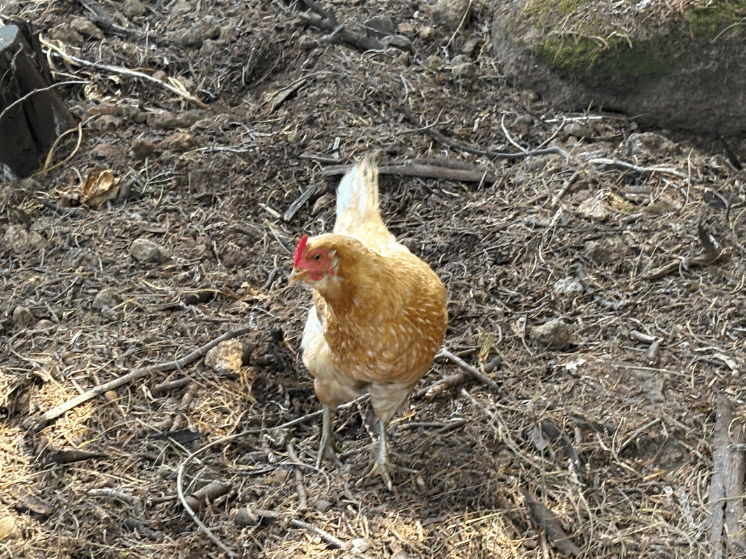 Poulet