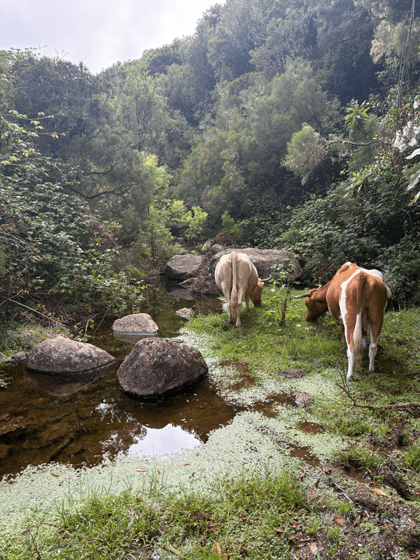Vaches le long du ruisseau