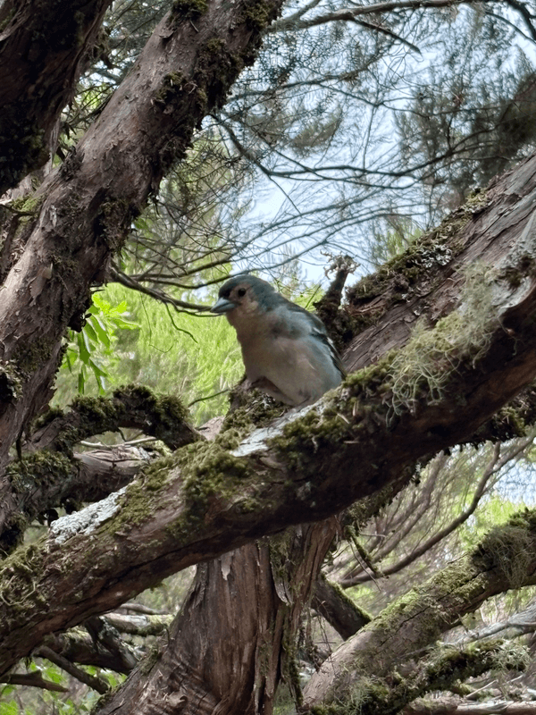 Oiseau